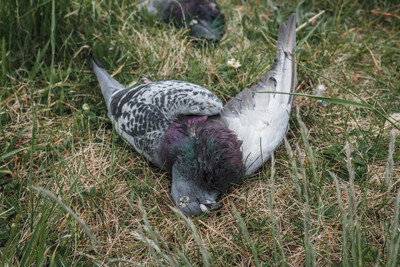 Zastřelený holub - Nevinné oběti