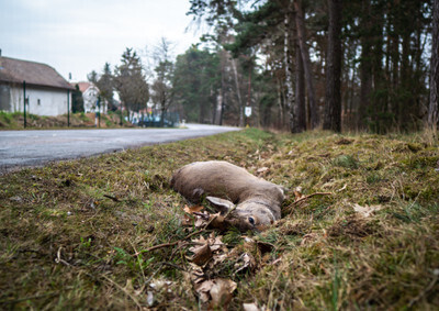 Srna sražená autem - Nevinné oběti