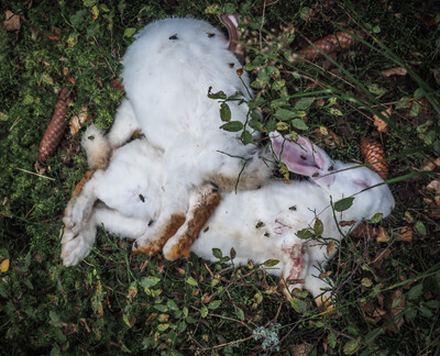 Mrtví králíci - Nevinné oběti