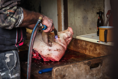 Opalování hlavy prasete zabitého v domácím chovu - Nevinné oběti