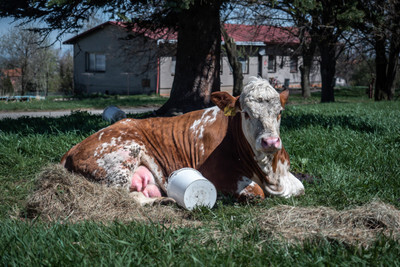 Zraněná kráva - Nevinné oběti