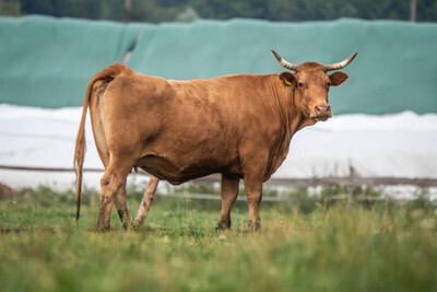 Kráva na pastvě - Nevinné oběti