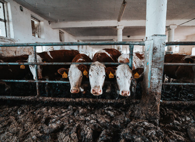 Krávy ve výkalech - Nevinné oběti