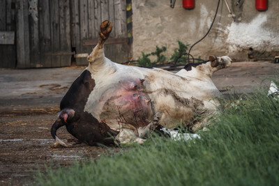 Mrtvá kráva - Nevinné oběti