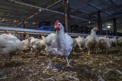 Farmářská kuřata - Nevinné oběti