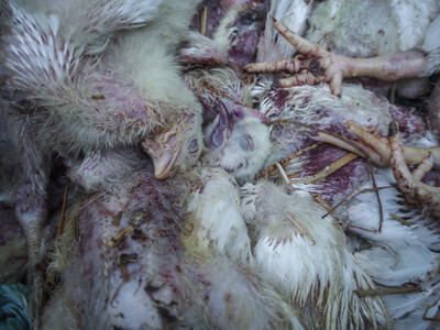 Mrtvá kuřata - Nevinné oběti