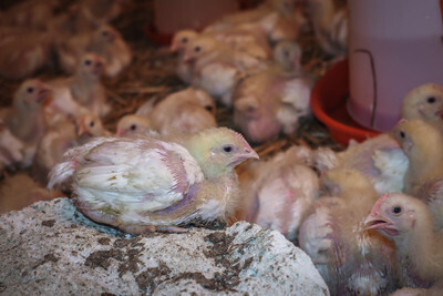 Kuřata v malochovu - Nevinné oběti