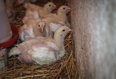 Kuřata v malochovu - Nevinné oběti