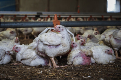 Farmářská kuřata - Nevinné oběti