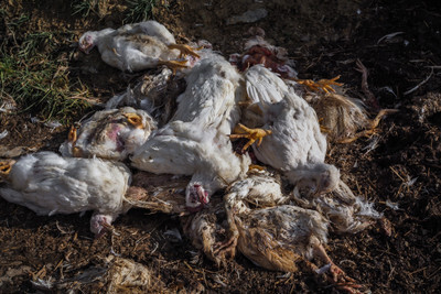 Mrtvá kuřata - Nevinné oběti