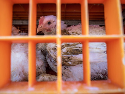 Transport s kuřaty - Nevinné oběti