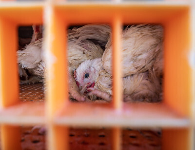 Transport s kuřaty - Nevinné oběti