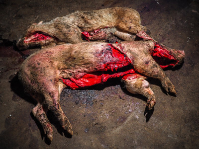 Mrtvá prasata - Nevinné oběti