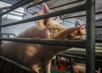 Prasnice v individuální porodní kleci se selaty - Nevinné oběti