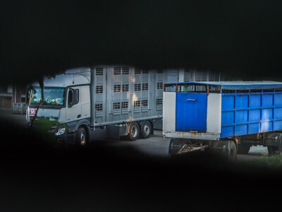 Zaparkovaný transport se zvířaty v areálu jatek - Nevinné oběti