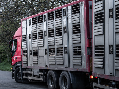 Transportní vůz plný prasat směřující na jatka - Nevinné oběti