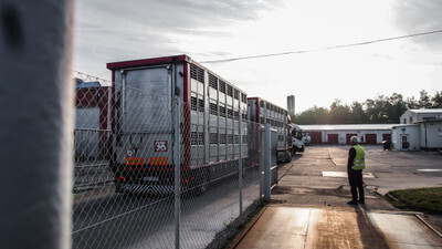 Transport s prasaty právě vjíždí do areálu jatek - Nevinné oběti