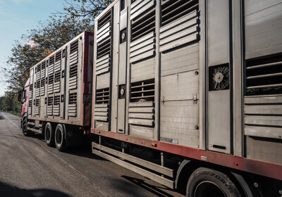 Transportní vůz plný prasat směřující na jatka - Nevinné oběti