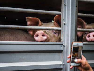 Aktivistka dokumentuje prasata v transportu jedoucí na jatka - Nevinné oběti
