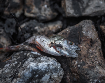 Ryba, která uhynula po výlovu rybníka - Nevinné oběti