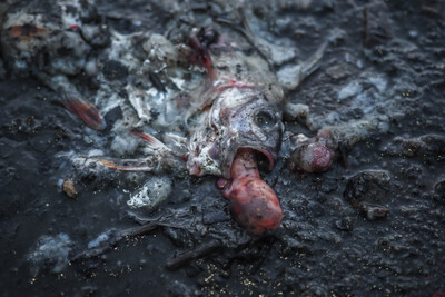 Ryby, které uhynuly po výlovu rybníka - Nevinné oběti