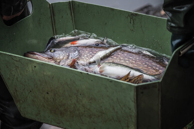 Ryby v kádi během podzimního výlovu rybníka - Nevinné oběti