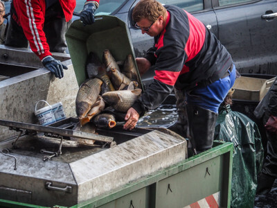 Vysypávání kaprů do transportního vozu během podzimního výlovu rybníka - Nevinné oběti