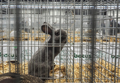 Celostátní výstava drobného zvířectva - Nevinné oběti