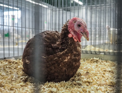 Celostátní výstava drobného zvířectva - Nevinné oběti