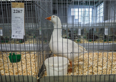 Celostátní výstava drobného zvířectva - Nevinné oběti