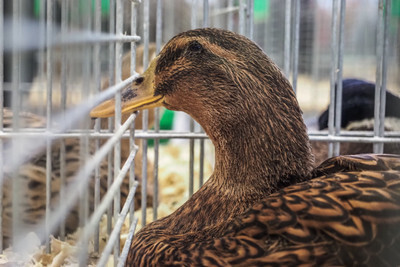 Celostátní výstava drobného zvířectva - Nevinné oběti