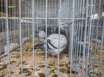 Celostátní výstava drobného zvířectva - Nevinné oběti