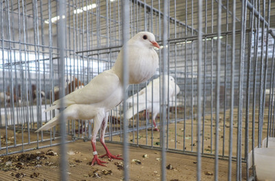 Celostátní výstava drobného zvířectva - Nevinné oběti