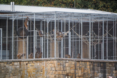 Opice v areálu, kde testují na zvířatech - Nevinné oběti