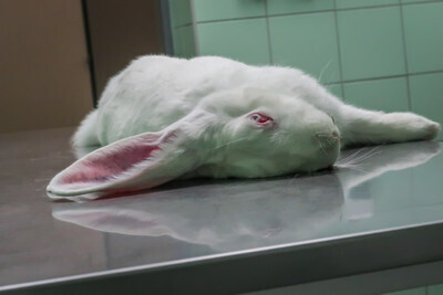 Zabitý králík v testovací laboratoři - Nevinné oběti