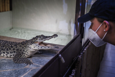Krokodýlí Zoo v Praze - Nevinné oběti