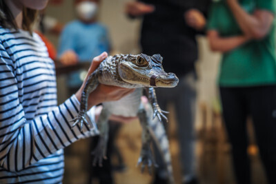 Krokodýlí Zoo v Praze - Nevinné oběti