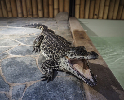 Krokodýlí Zoo v Praze - Nevinné oběti