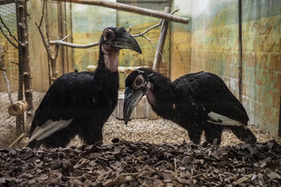 Zoborožci v ostravské Zoo - Nevinné oběti