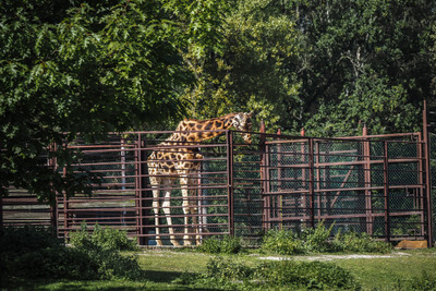 Žirafa v ostravské Zoo - Nevinné oběti