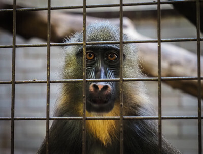 Mandril za mříží ostravské Zoo - Nevinné oběti