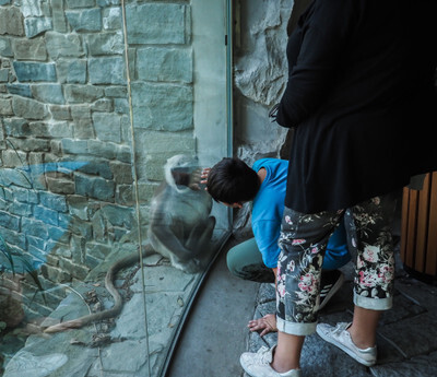 Hulman v ostravské Zoo otravován návštěvníky - Nevinné oběti