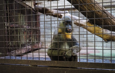 Mandril v ostravské Zoo - Nevinné oběti