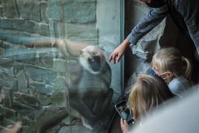 Hulman v ostravské Zoo otravován návštěvníky - Nevinné oběti