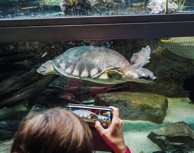 Želva v akváriu ostravské Zoo - Nevinné oběti