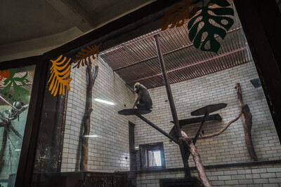 Primát za sklem ostravské Zoo - Nevinné oběti
