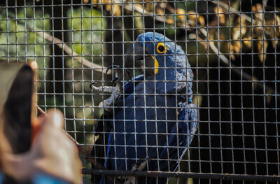 Papoušek v ostravské Zoo - Nevinné oběti