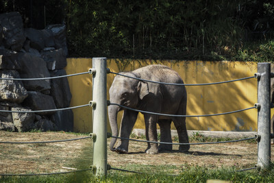 Slon v ostravské Zoo - Nevinné oběti