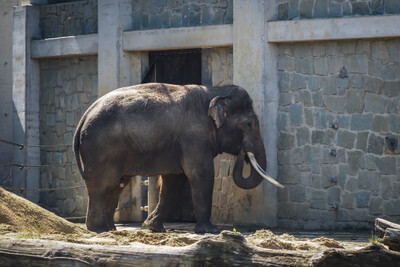 Slon v ostravské Zoo - Nevinné oběti