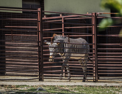 Zebra v ostravské Zoo - Nevinné oběti